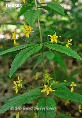 Whorled Loosestrife (Lysimachia quadrifolia)